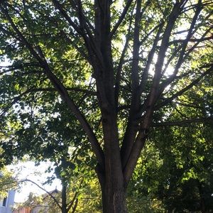 Meet your Posher, Alma